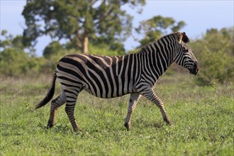 Burchell's zebra (Equus quagga burchelli), adult, running, foraging, Kruger National Park, Kruger