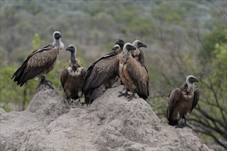 White-backed vulture (Gyps africanus), group, adult, alert, Sabi Sand Game Reserve, Kruger National
