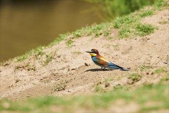 European bee-eater (Merops apiaster) sitting on the ground, France, Europe