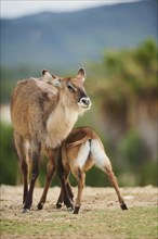 Waterbuck (Kobus defassa) mother with calf in the dessert, captive, distribution Africa