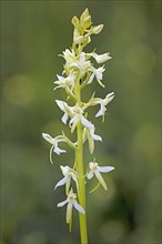 Greenish forest hyacinth orchid