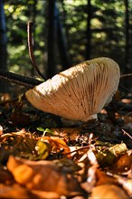Mushroom in sunlight on autumn forest floor, close-up, Neubeuern, Bavaria, Germany, Europe