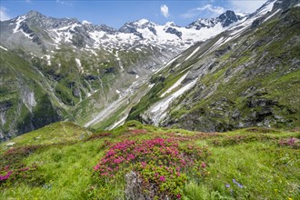 Picturesque mountain landscape with blooming alpine roses, behind mountain peak Grosser Loeffler