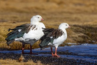 Andean goose