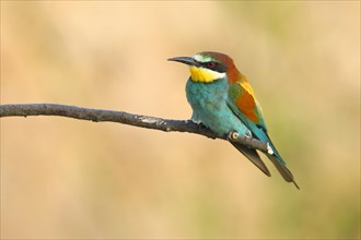 Bee-eater (Merops apiaster) sitting on a branch, front view, Rhineland-Palatinate, Germany, Europe