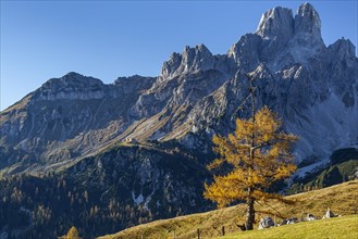 Golden larch on alpine pasture in front of rugged mountains, autumn, autumn colours,