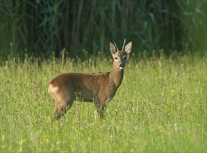 European roe deer (Capreolus capreolus), roebuck standing in a meadow and looking attentively,