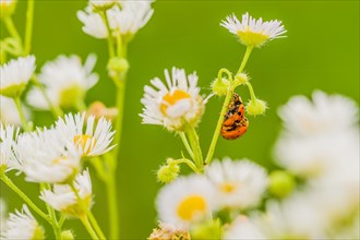 Closeup of two ladybugs mating on the stem of a daisy with a soft blurred background