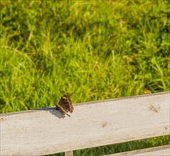 Closeup of brown butterfly with white markings on white wooden park bench on a sunny day
