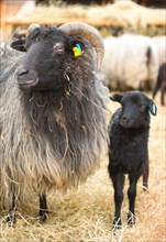 A black lamb next to a full-grown domestic sheep (Ovis gmelini aries) or Lueneburger Heidschnucken