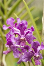 Purple vanda orchid flower in botanical garden, selective focus, copy space, malaysia, Kuching