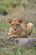 Lion (Panthera leo), young, alert, sitting, Sabi Sand Game Reserve, Kruger National Park, Kruger