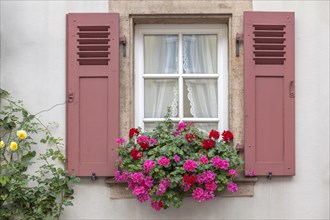 Muntin windows with red shutters, floral decoration, Palatinate, Rhineland-Palatinate, Germany,