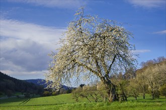 Landscape with a white blossoming fruit tree in a meadow in spring, the sky is blue, the sun is
