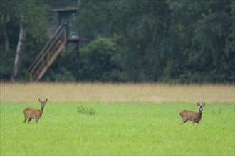 European roe deer (Capreolus capreolus), buck and doe in rut, leaf time, in a meadow, behind a high