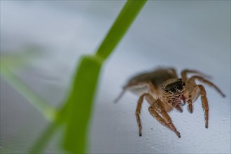 Closeup of small jumping spider next to a blurred green leaf of grass looking at camera
