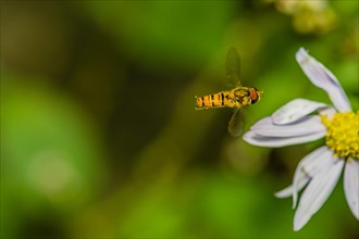 Closeup of small hover fly in midair flying toward white and yellow daisy with blurred green