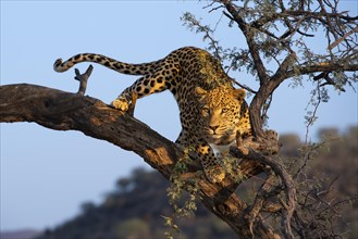 Leopard (Panthera pardus) looking out on a tree, Khomas region, Namibia, Africa