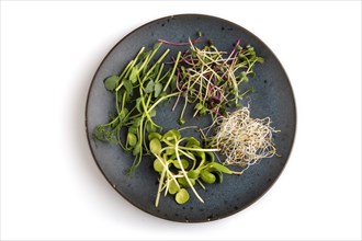 Blue ceramic plate with microgreen sprouts of green pea, sunflower, alfalfa, radish isolated on