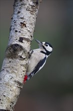 Great spotted woodpecker (Dendrocopos major) adult bird on a tree branch, Norfolk, England, United