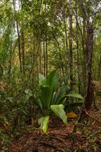 Wild jungle in Bako national park. Vacation, travel, tropics concept, no people, Malaysia, Borneo,