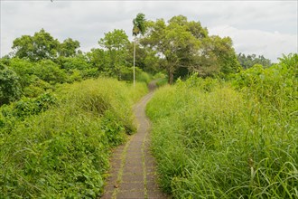Campuhan ridge walk, Bali, Indonesia, track on the hill with grass, large trees, jungle and rice