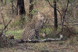 Leopard (Panthera pardus), adult, with prey, alert, concentrated, Sabi Sand Game Reserve, Kruger