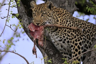 Leopard (Panthera pardus), adult, in tree, with prey, portrait, Sabi Sand Game Reserve, Kruger NP,
