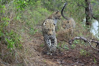 Leopard (Panthera pardus), adult, group, running, stalking, Sabi Sand Game Reserve, Kruger NP,