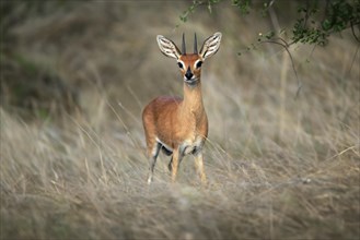 Steenbok (Raphicerus campestris), adult, male, vigilant, dwarf antelope, Kruger National Park,