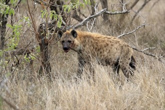 Spotted hyena (Crocuta crocuta), adult, observed, alert, Sabi Sand Game Reserve, Kruger National