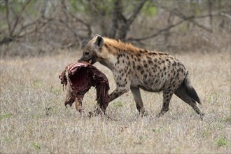 Spotted hyena (Crocuta crocuta), adult, with prey, carrying prey, running, Sabi Sand Game Reserve,