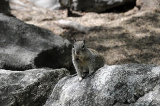 Wild squirrel sitting on a rock in Yosemite Valley, California, USA, North America