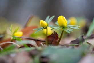 Yellow winter aconites, heralds of spring, Germany, Europe