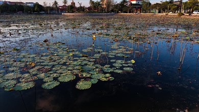 Serene pond filled with water lilies reflecting the sky