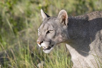 Cougar (Cougar concolor), silver lion, mountain lion, cougar, panther, small cat, animal portrait,