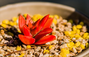 Closeup of red succulent cactus in bowl of brown and yellow pebbles