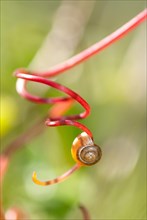 Snail shell of a land snail (Stylommatophora) on a red, spirally twisted vine (Vitis sp.),