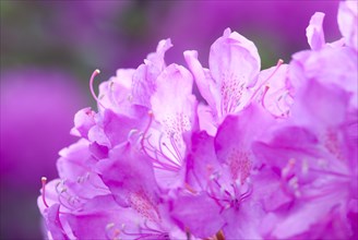 Bright pink flowers of a rhododendron, pink in full bloom, atmospheric shot in soft light with soft