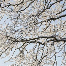 Snow-covered branches with hoarfrost near Polling an der Ammer. Polling, Paffenwinkel, Upper