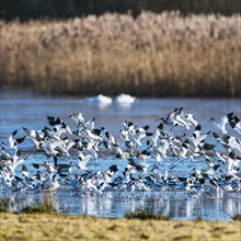 Pied Avocet, Recurvirostra avosetta, birds in flight over marshes