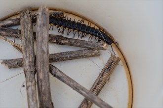 Closeup of black centipede with yellow markings in paper cup with some twigs