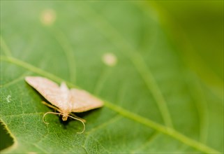 Small moth with handlebar mustache shaped antenna sitting on broad green leaf. Selective focus on