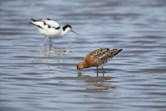 Black tailed godwit (Limosa limosa) adult male feeding in a shallow lagoon with an Avocet in the