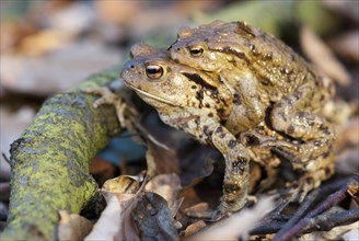 Common toads (Bufo Bufo), pair during migration on the ground of a deciduous forest, in front of a