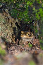 Common toad (Bufo Bufo) sits hidden in a cave under a tree root on the ground of a deciduous forest
