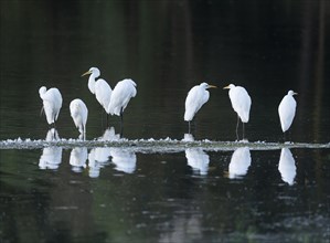 Great egret (Ardea alba), Barnbruchswiesen and Ilkerbruch nature reserve, Lower Saxony, Germany,