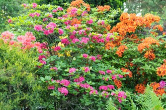 Beautiful azalea flowers of pink and orange color with green leaves in the garden. rhododendron