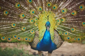 Indian peafowl (Pavo cristatus) doing a cartwheel, spreading its feathers, eyes, France, Europe