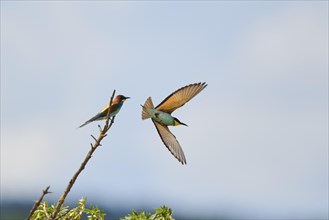 European bee-eater (Merops apiaster) flying from a branch, France, Europe